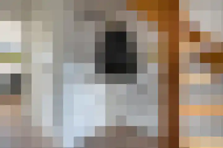 Koereiger 10 Emmen thumbnail 17