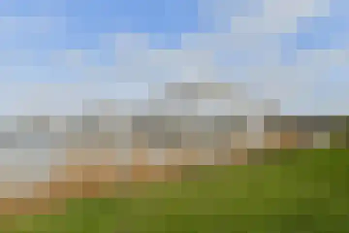 Koereiger 10 Emmen thumbnail 19