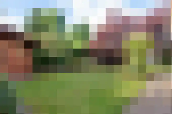 Koereiger 10 Emmen thumbnail 28