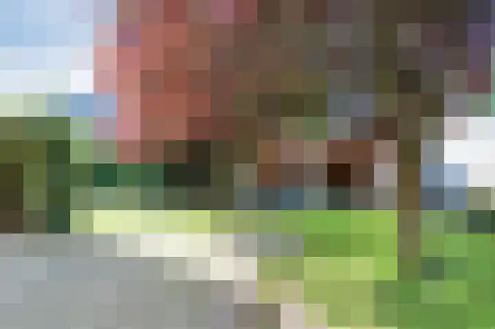 Koereiger 10 Emmen thumbnail 29