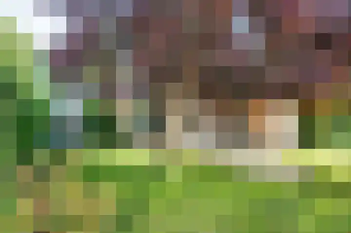 Koereiger 10 Emmen thumbnail 31
