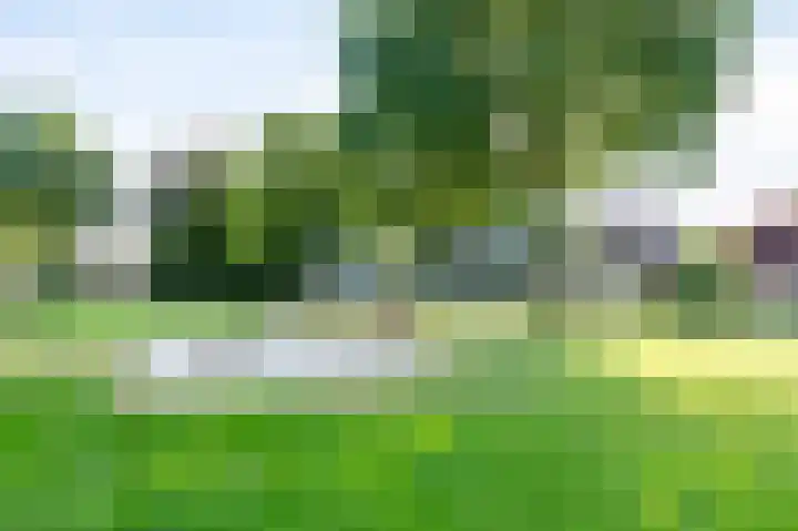 Koereiger 10 Emmen thumbnail 42