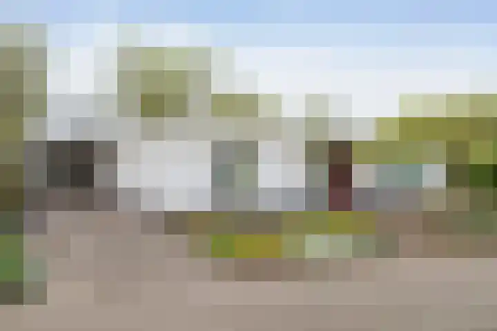 Koereiger 9 Emmen