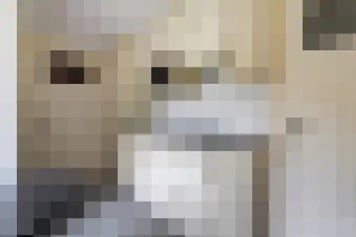 Koestraat 29 Arcen thumbnail 15