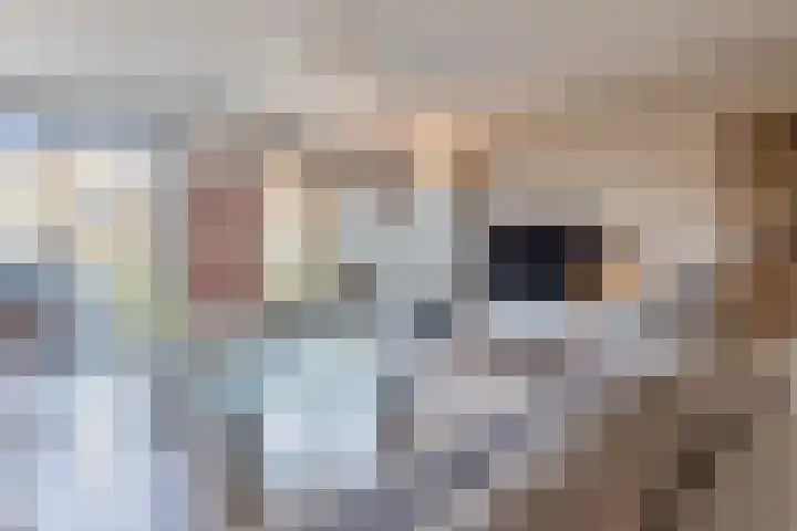 Koetsierwaard 8 Arnhem thumbnail 8