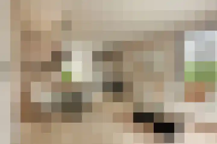 Koevaart Elsloo thumbnail 8