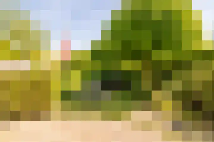 Koevinkje 5 Breda thumbnail 12