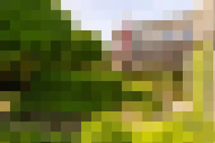 Koevinkje 5 Breda thumbnail 13