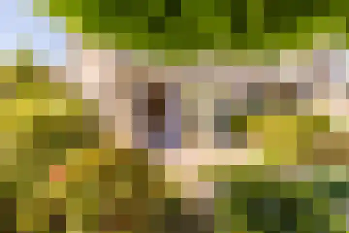 Koevinkje 5 Breda thumbnail 14