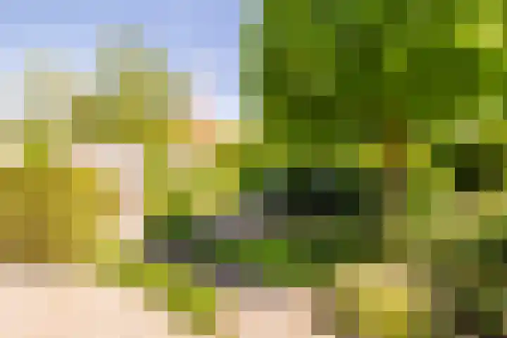 Koevinkje 5 Breda thumbnail 16