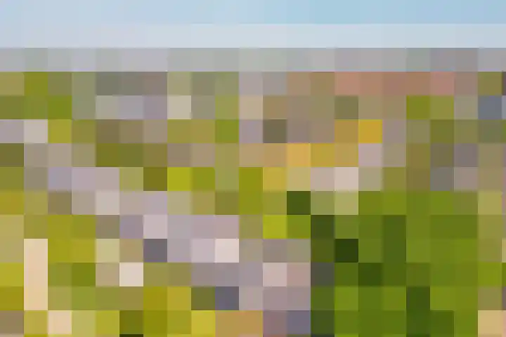 Koevinkje 5 Breda thumbnail 32