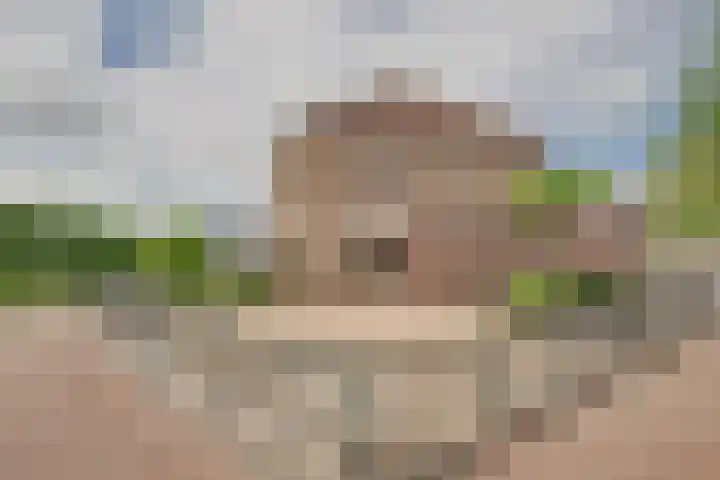 Kokkel 11 Middenmeer thumbnail 6