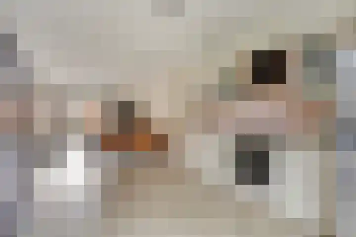 Kokospalmhof 22 Amsterdam thumbnail 17