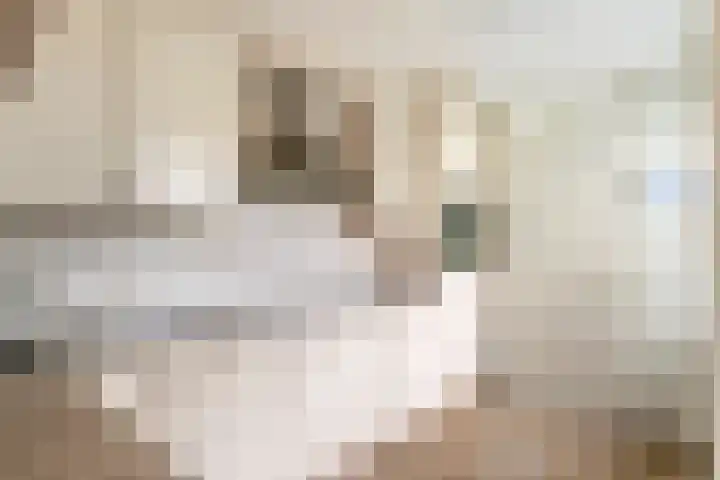 Kolblei 25 Tiel thumbnail 10