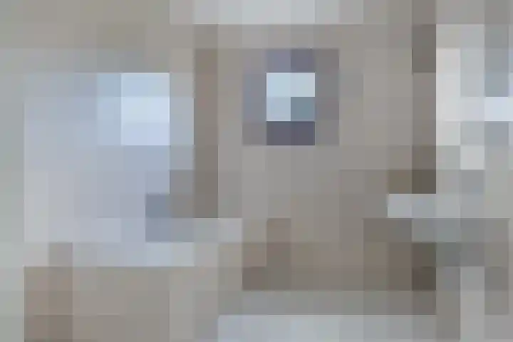 Kolkakkers 24 Dalen thumbnail 17