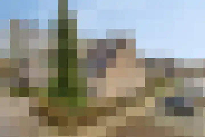 Kolkakkers 24 Dalen thumbnail 30
