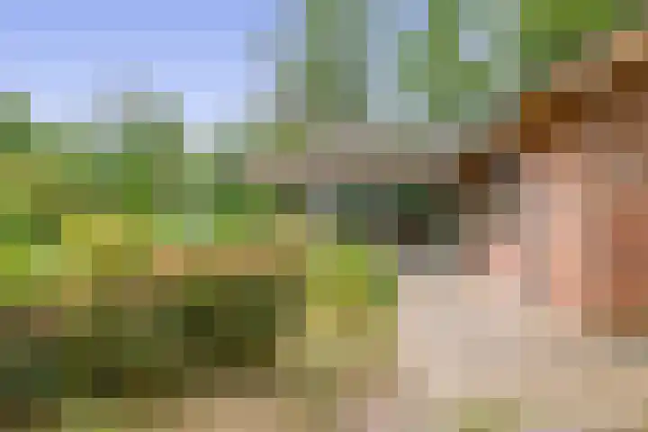 Konijnenbergen 36 Havelte thumbnail 5