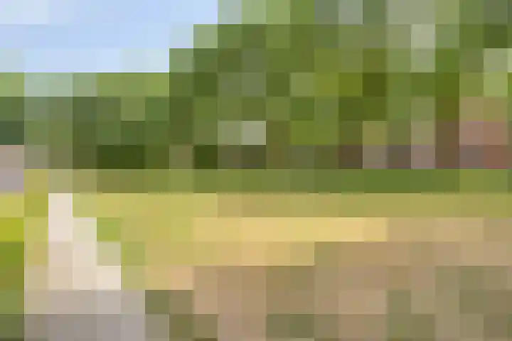 Koningspage 75 Oss thumbnail 33