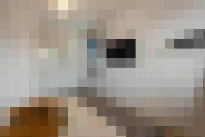 Koningsspil 30 Raalte thumbnail 30