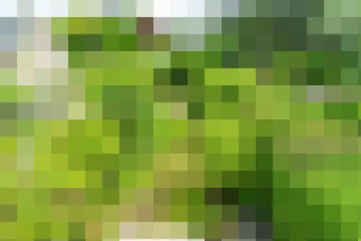 Koningstraat 31 Zoetermeer thumbnail 5