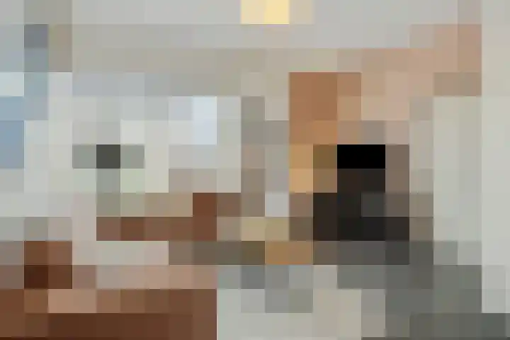 Koolakker 31 Helmond thumbnail 10