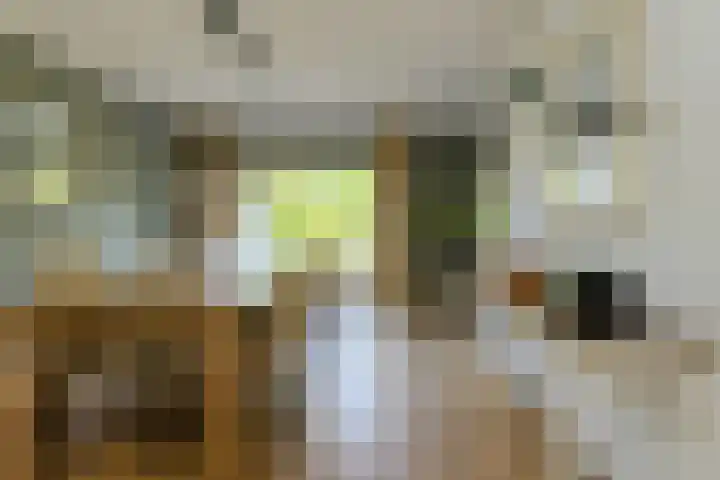 Koolmees 49 Breda thumbnail 10