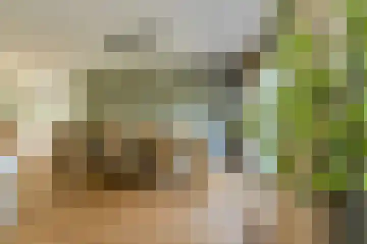 Koolmees 49 Breda thumbnail 15