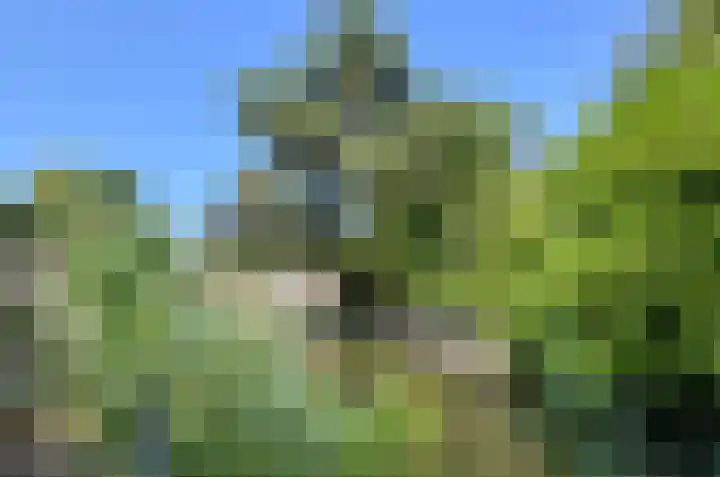Koolmees 49 Breda thumbnail 50