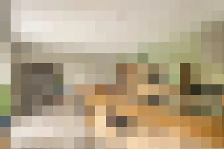 Koolmees 5 Olst thumbnail 17