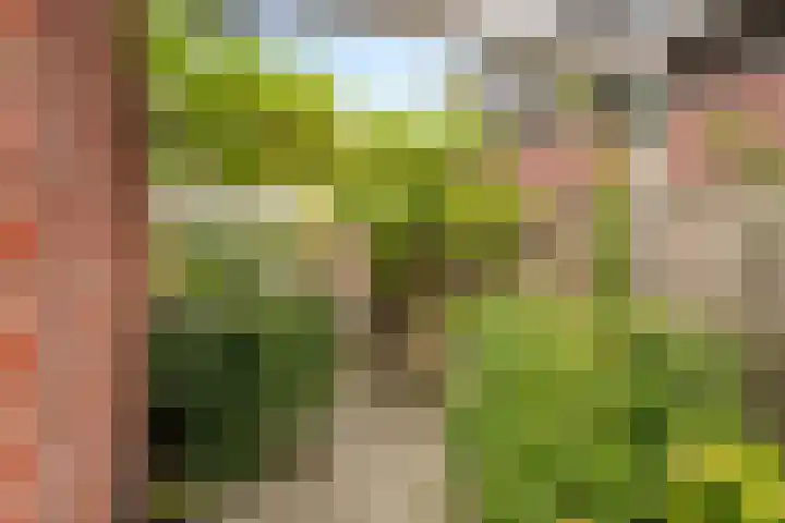 Koolmees 5 Olst thumbnail 39