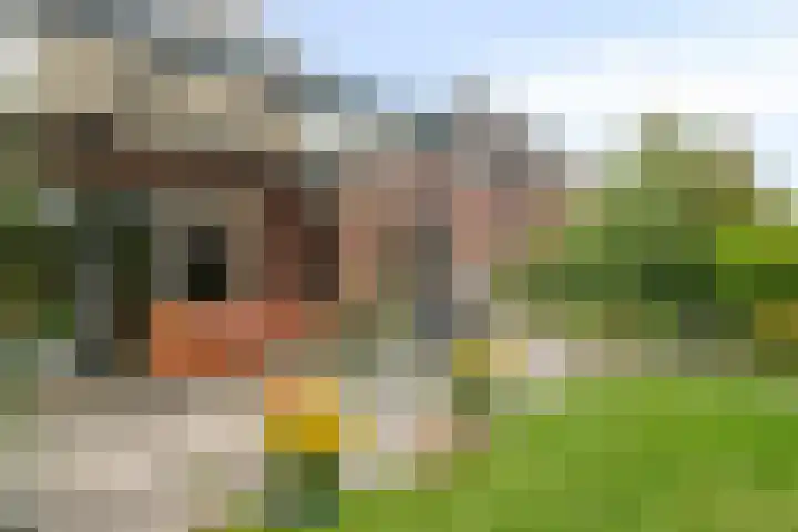 Koolmees 5 Olst thumbnail 43