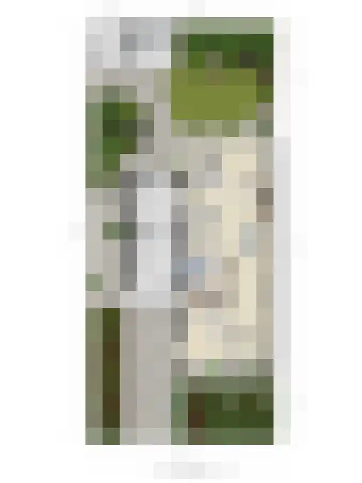 Koolmees 5 Olst thumbnail 52