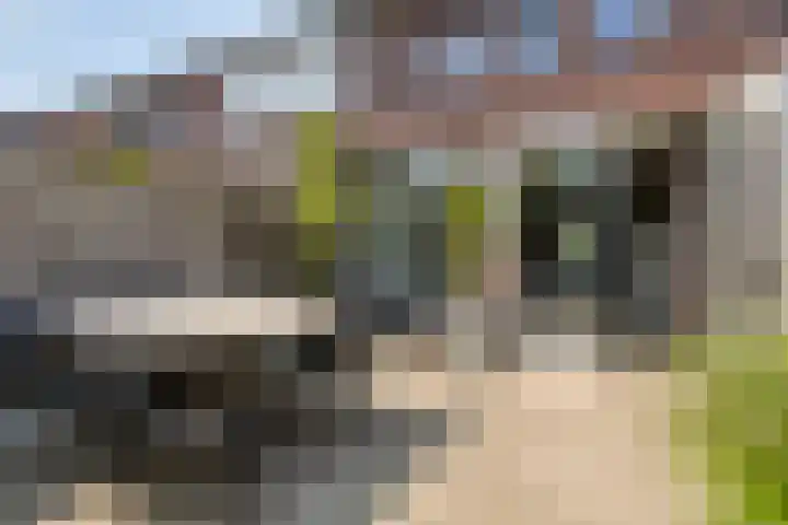 Koolwitje 34 Someren thumbnail 38