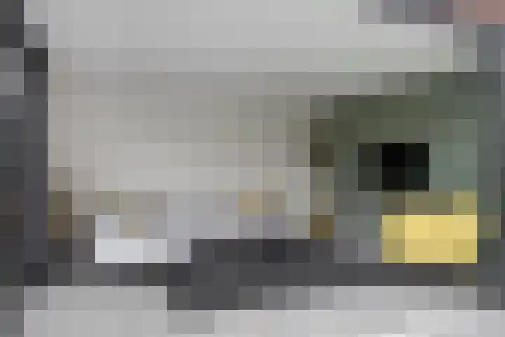 Koolzaadakker 8 Heino thumbnail 41