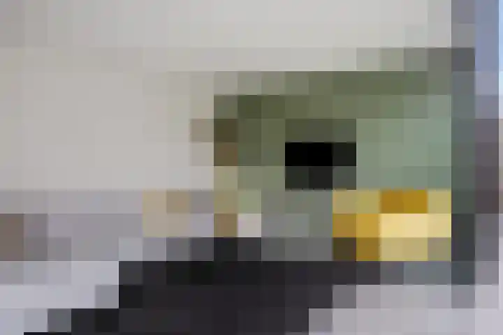 Koolzaadakker 8 Heino thumbnail 42