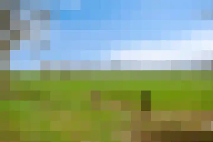Koolzaadakker 8 Heino thumbnail 52