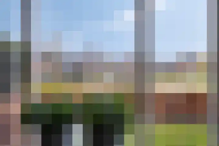 Koolzaadakker 8 Heino thumbnail 9