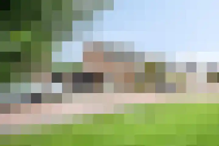 Koolzaadakker 9 Heino