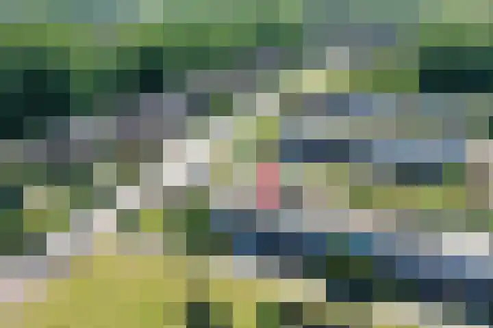 Koolzaadhof 2 Nagele thumbnail 4
