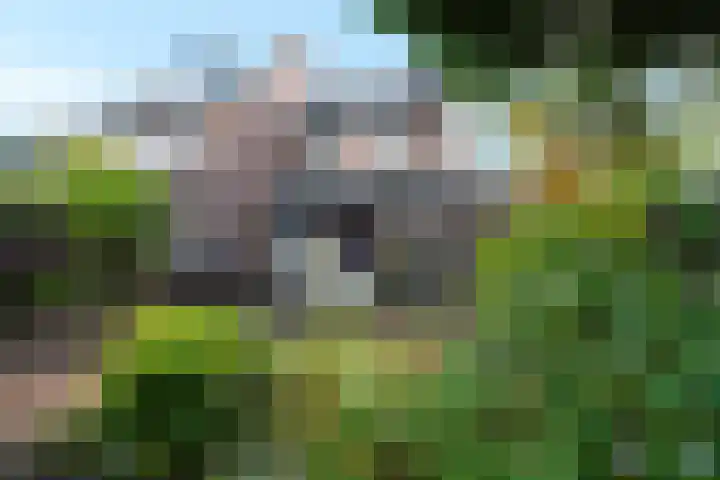 Kopervlinder 1 Amersfoort thumbnail 31