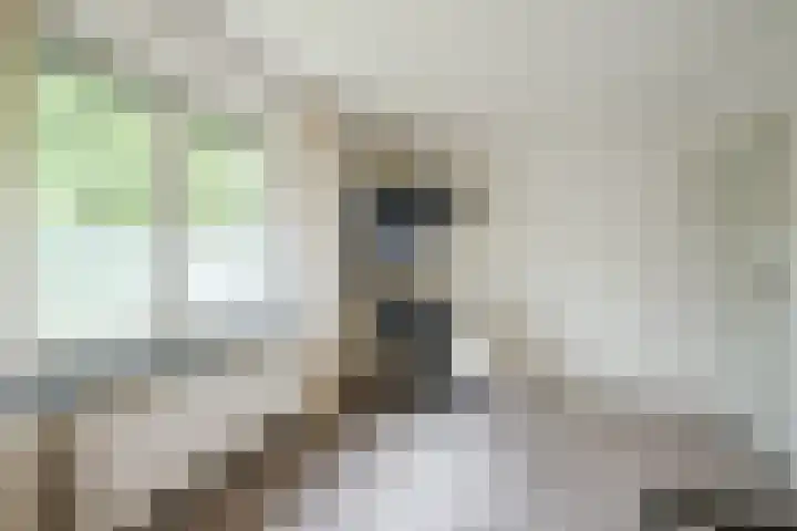 Koppelen 22 Steensel thumbnail 35