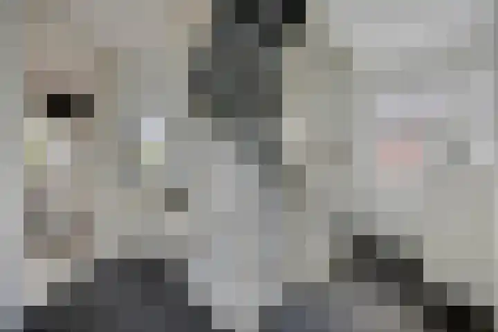 Korenbloem 13 Meppel thumbnail 27