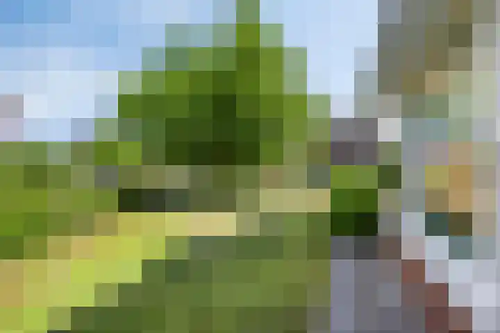Korenbloem 13 Meppel thumbnail 40