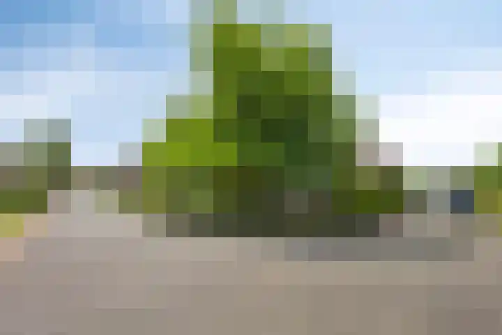 Korenbloem 13 Meppel thumbnail 43