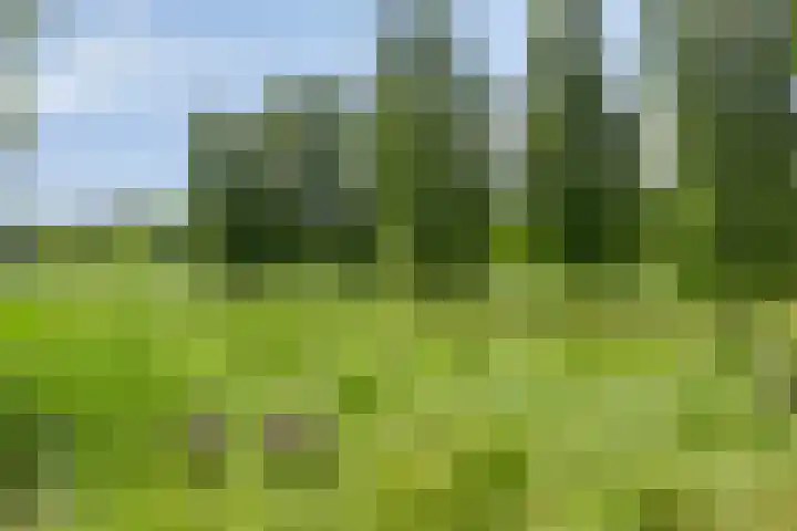 Korenbloem 13 Meppel thumbnail 45