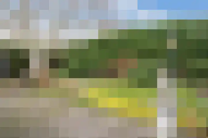 Korenbloem 2 Opmeer thumbnail 57