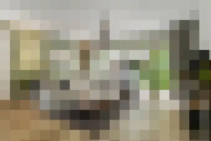 Korenbloem 26 Galder thumbnail 5
