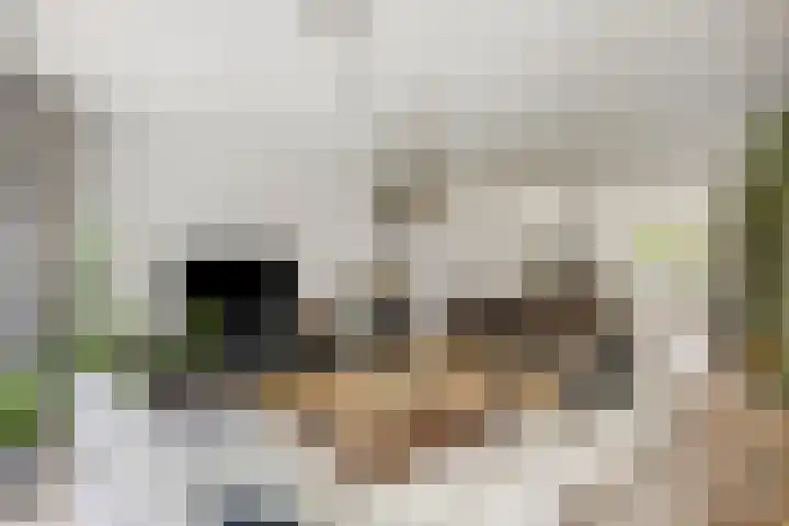 Korenbloem 26 Galder thumbnail 8