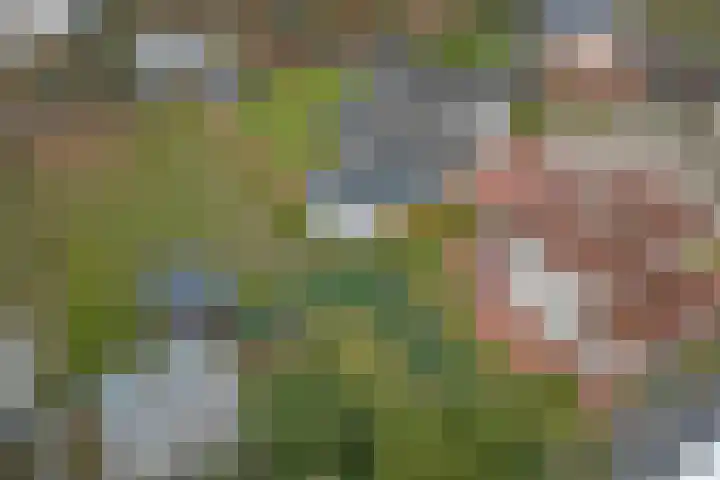 Korenbloem 7 Helden thumbnail 35