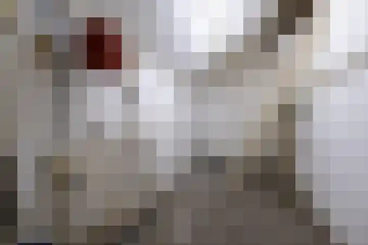 Korenbloemstraat 5 Vries thumbnail 13